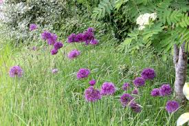 Attēlu rezultāti vaicājumam “Allium holandicum”