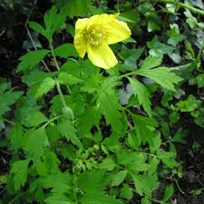 Image result for Meconopsis cambrica