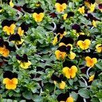 Attēlu rezultāti vaicājumam “Viola x williamsii”