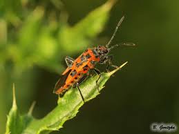 Attēlu rezultāti vaicājumam “Corizus hyoscyami”