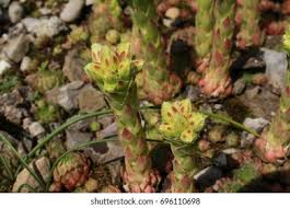 Attēlu rezultāti vaicājumam “Jovibarba globifera flower”