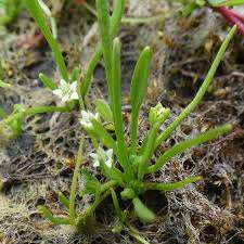 Attēlu rezultāti vaicājumam “Limosella aquatica”