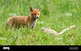 Attēlu rezultāti vaicājumam “Vulpes vulpes  juvenile”