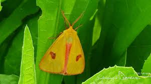 Attēlu rezultāti vaicājumam “Diacrisia sannio female”