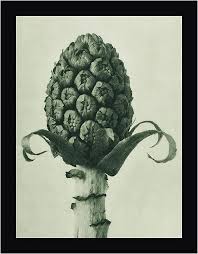 Image result for Petasites officinalis