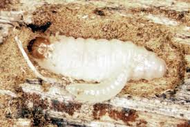 Attēlu rezultāti vaicājumam “Pissodes piniphilus”