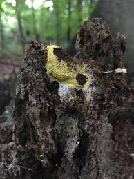 Attēlu rezultāti vaicājumam “Fuligo septica var. candida”