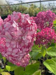 Attēlu rezultāti vaicājumam “Hydrangea arborescens”