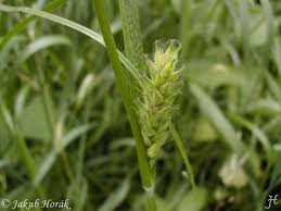 Attēlu rezultāti vaicājumam “Carex hirta”