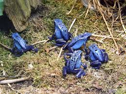 Image result for blauer baumsteiger