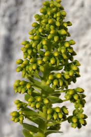 Attēlu rezultāti vaicājumam “Hydrocotyle vulgaris bud”