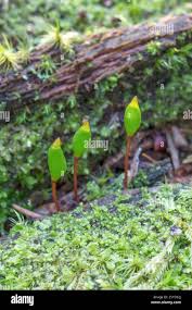 Attēlu rezultāti vaicājumam “Buxbaumia”