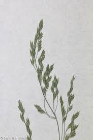 Attēlu rezultāti vaicājumam “Poa remota bud”