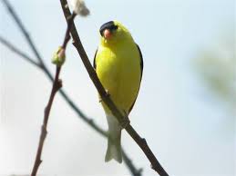 Attēlu rezultāti vaicājumam “Carduelis carduelis adult”