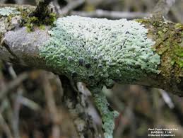 Attēlu rezultāti vaicājumam “Physcia aipolia”