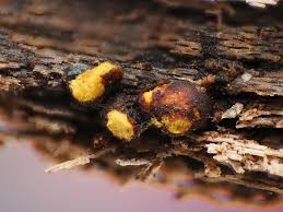 Attēlu rezultāti vaicājumam “Perichaena corticalis”