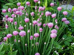 Image result for Allium tuberosum