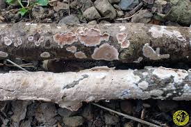 Attēlu rezultāti vaicājumam “Corticium roseum”