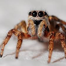 Image result for spider