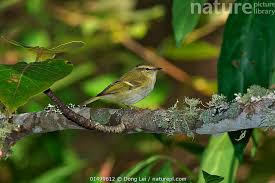 Image result for Phylloscopus humei