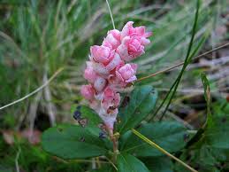 Attēlu rezultāti vaicājumam “Exobasidium splendidum”