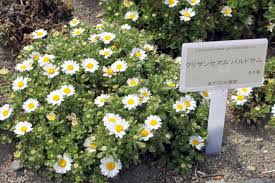 Image result for Chrysanthemum leucanthemum