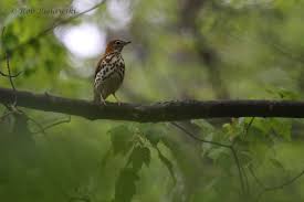 Image result for Hylocichla mustelina