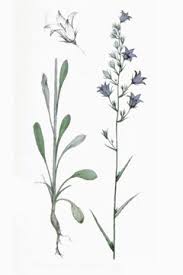 Image result for Campanula rapunculus