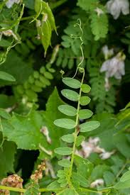 Attēlu rezultāti vaicājumam “Vicia sylvatica leaf”