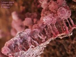 Attēlu rezultāti vaicājumam “Cribraria purpurea macro”