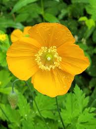 Image result for Meconopsis cambrica