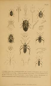 Attēlu rezultāti vaicājumam “Diaperis boleti nest”