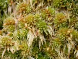 Attēlu rezultāti vaicājumam “Sphagnum inundatum”