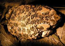 Attēlu rezultāti vaicājumam “Pseudepidalea viridis”