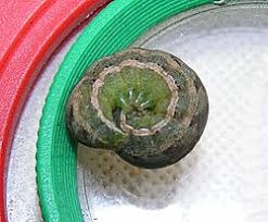 Attēlu rezultāti vaicājumam “Hadula trifolii”