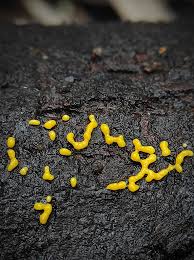 Attēlu rezultāti vaicājumam “Physarum luteolum”