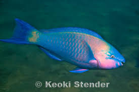 Image result for Scarus psittacus