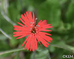 Attēlu rezultāti vaicājumam “Silene tatarica flower”