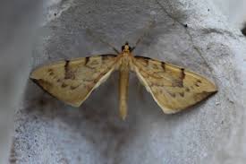 Attēlu rezultāti vaicājumam “Eulithis pyraliata”