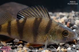 Attēlu rezultāti vaicājumam “Perca fluviatilis”