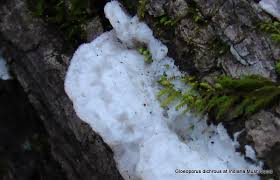 Attēlu rezultāti vaicājumam “Gloeoporus dichrous”