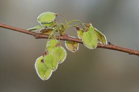 Attēlu rezultāti vaicājumam “Ulmus laevis fruit”
