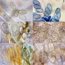 Attēlu rezultāti vaicājumam “Miladina lecithina”