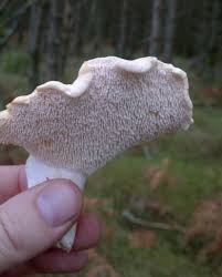 Attēlu rezultāti vaicājumam “Hydnum rufescens”