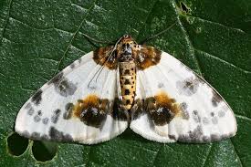 Attēlu rezultāti vaicājumam “Abraxas sylvata”