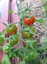 Afbeeldingsresultaat voor oranje van goeienbier tomato