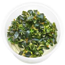 Risultati immagini per bucephalandra pinoh red stem