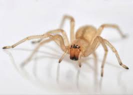 Attēlu rezultāti vaicājumam “Cheiracanthium sp. male”