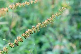 Attēlu rezultāti vaicājumam “Rumex obtusifolius flower”