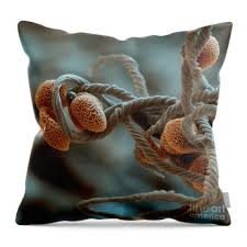 Attēlu rezultāti vaicājumam “Physarum bivalve spores”